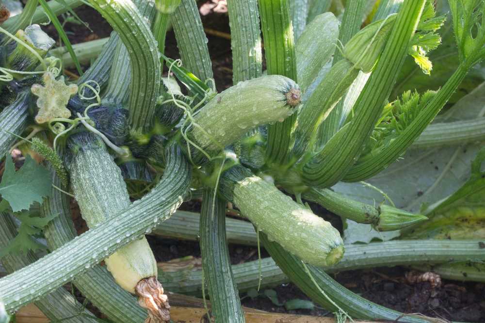 Död från giftig courgette Hur man identifierar dödliga bittera ämnen / Hälsa nyheter