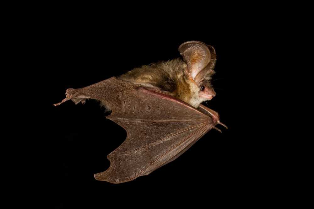 Rabies danger from bats Never touch animals with bare hands / Health News