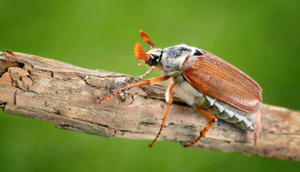 Sopa tradicional de cockchafer ¿asquerosa o deliciosa? / Noticias de salud