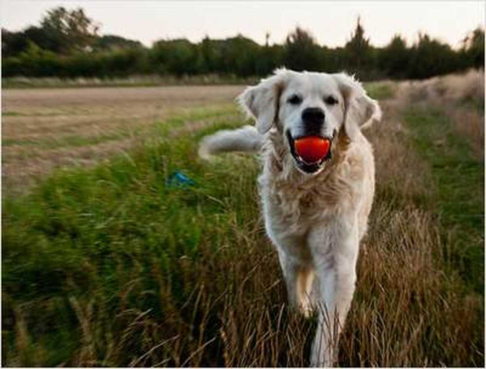 University clinic allows dogs in the hospital / Health News