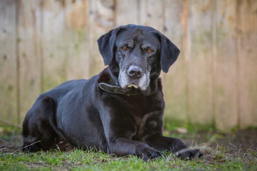 I nostri animali domestici hanno bisogno di aiuto per invecchiare / Notizie di salute