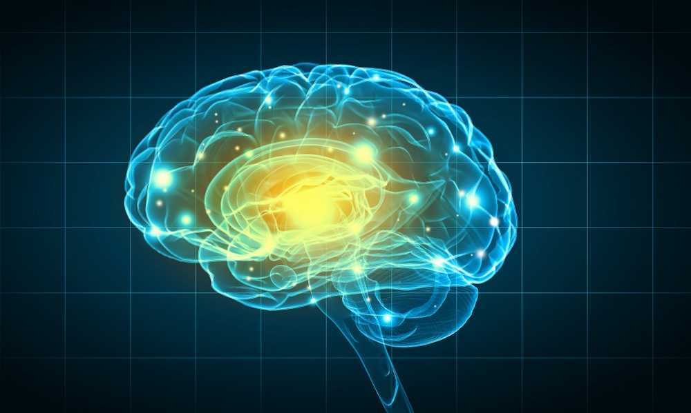 US scientists breed human brain in the laboratory / Health News