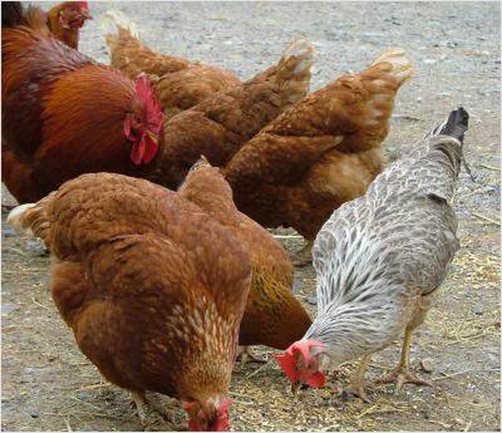 Bird flu Poultry can be eaten / Health News