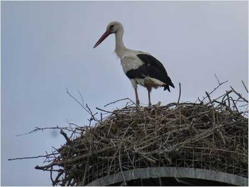 Bird flu in Rostock Zoo All storks dead / Health News