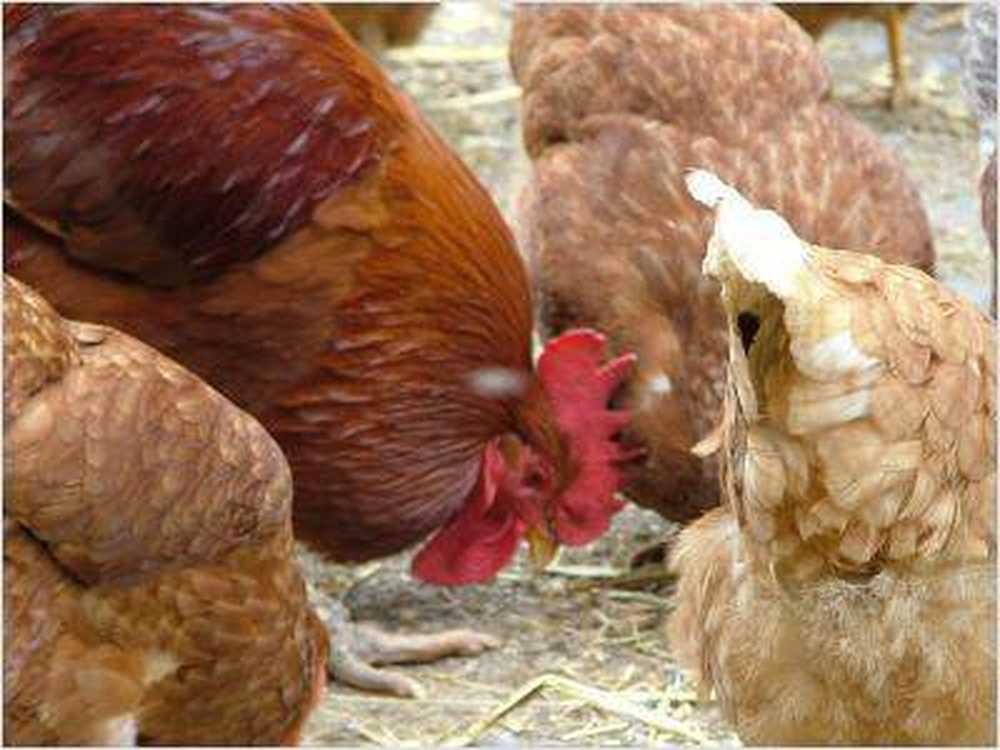 Influenza aviaire Le plus souvent réservé / Nouvelles sur la santé