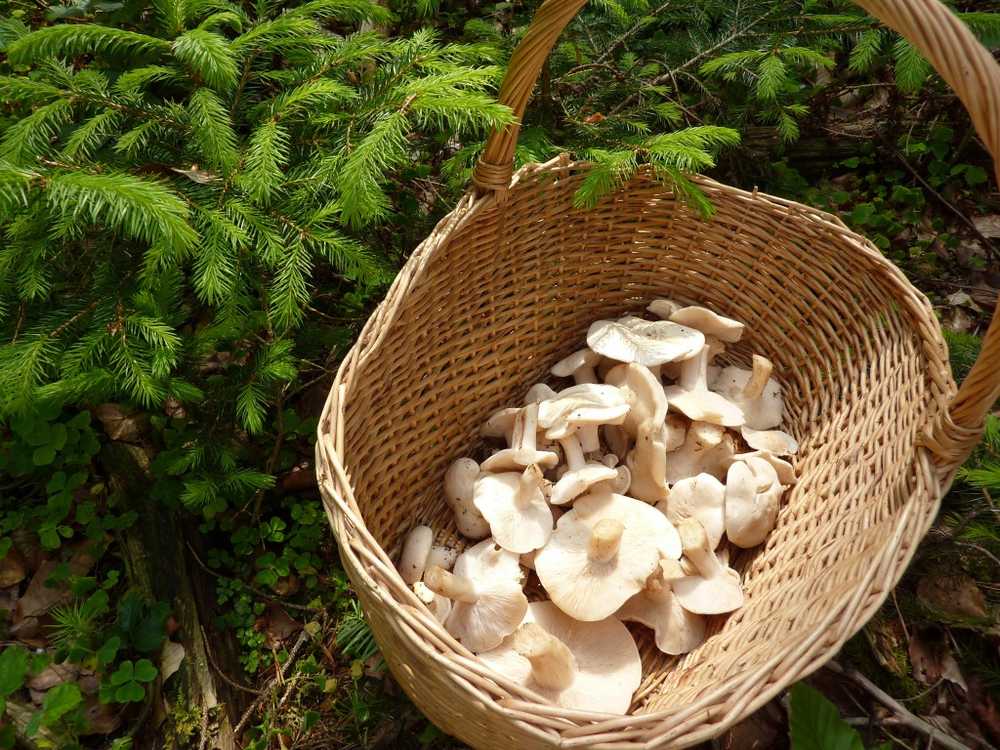 Soyez prudent lorsque vous cueillez des champignons Ne confondez pas les champignons de maïs avec le champignon rouge craquelé toxique