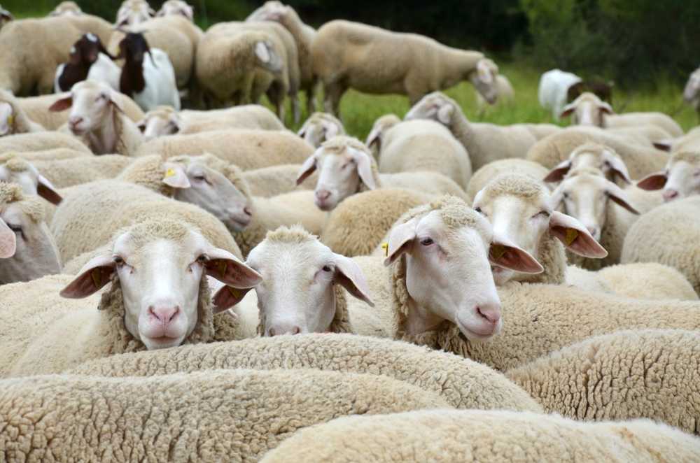 Avertissement de fièvre Q à Horb am Neckar / Nouvelles sur la santé