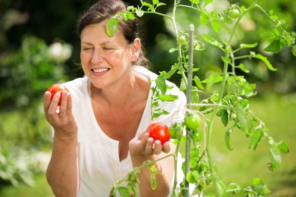 Når planter lider Mørk flekker på tomater indikerer kalsiummangel