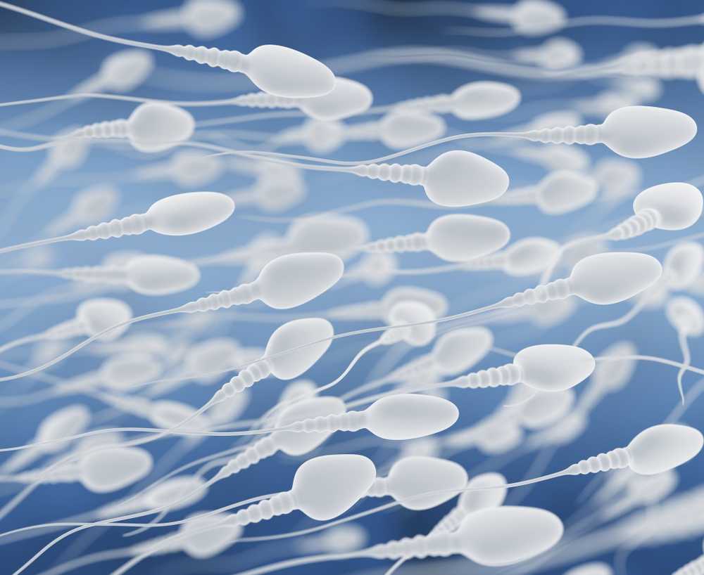 Konkurransedyktig fordel Spermagene slår Sperm lengde / Helse Nyheter