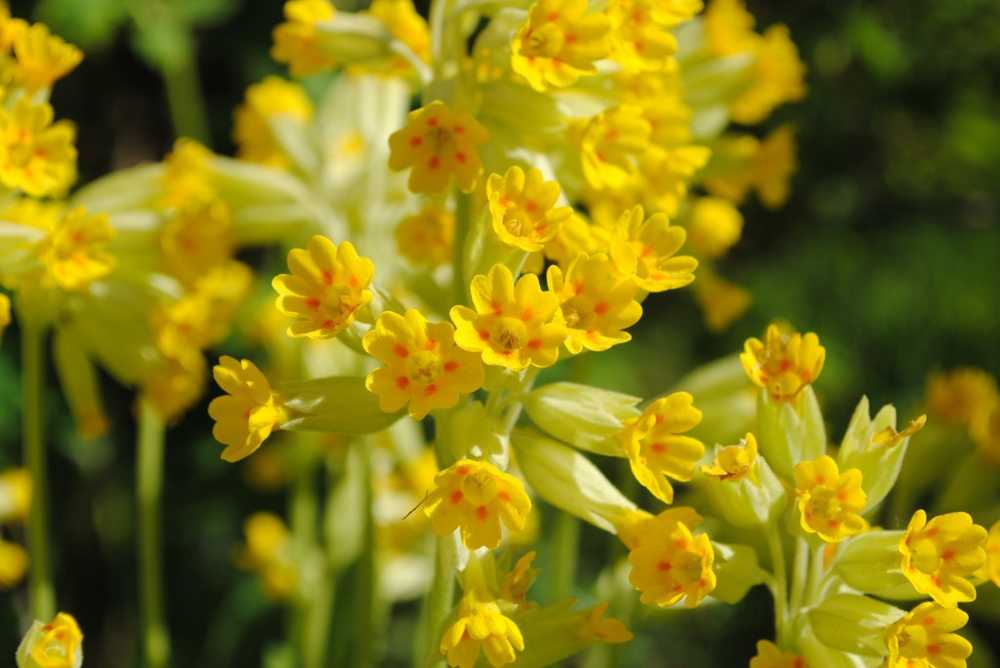 Meadow Cowslip was voted Flower of the Year 2016 / Health News