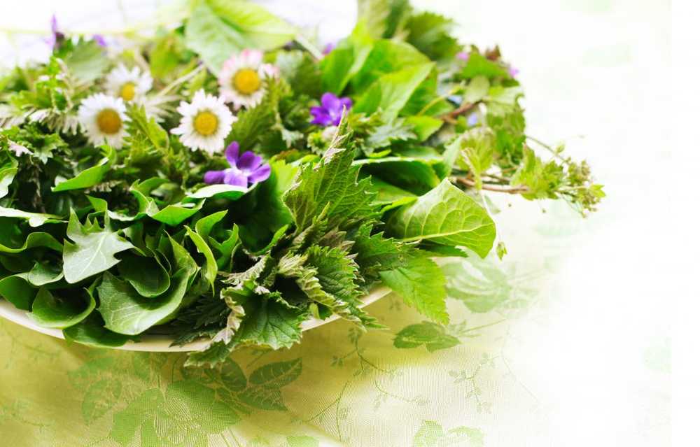 Wild herbs - herbs as healing home remedies