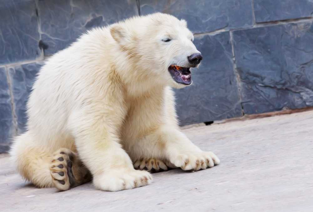 Scientists explain the death of Knut