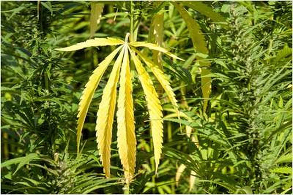 Miracle drug cannabis hemp destroys cancer / Health News