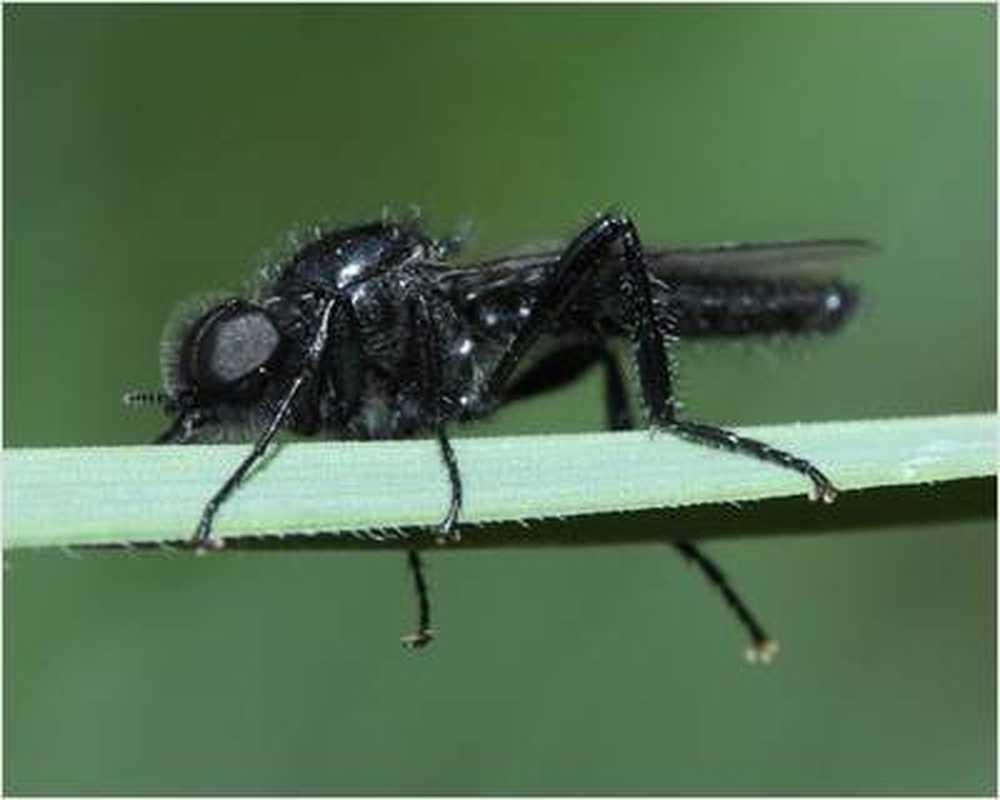 Antall malaria dødsfall betydelig lavere / Helse Nyheter