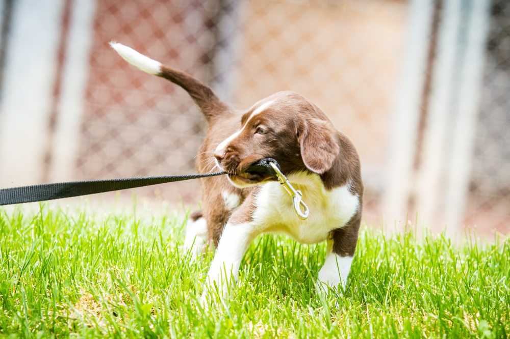 Zerrspiele con cani giovani - i denti possono essere danneggiati