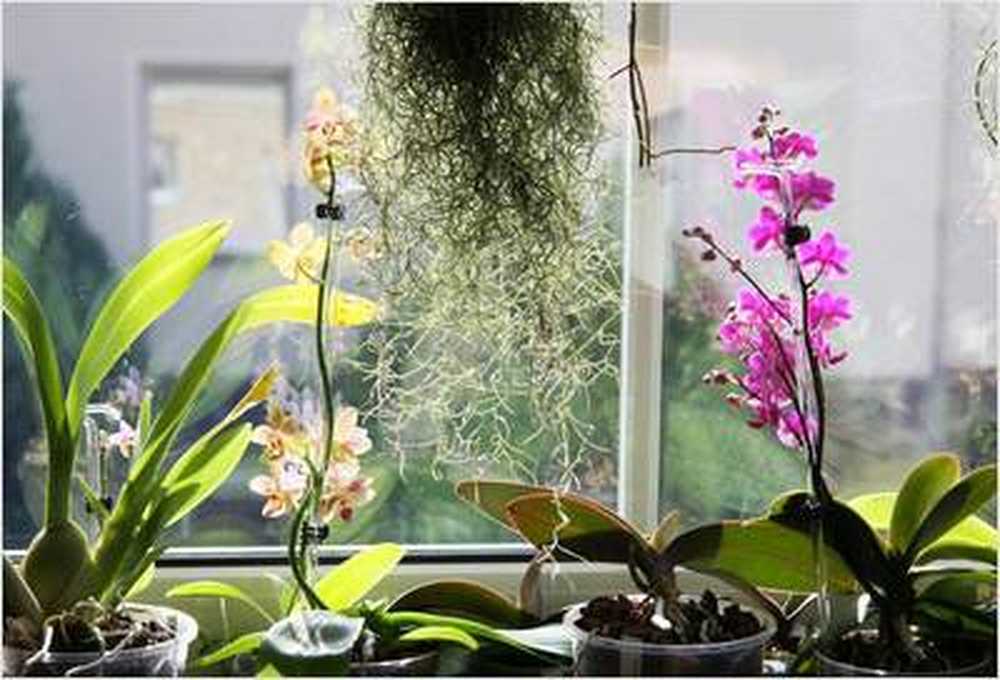 Repotting house plants only every other year / Health News