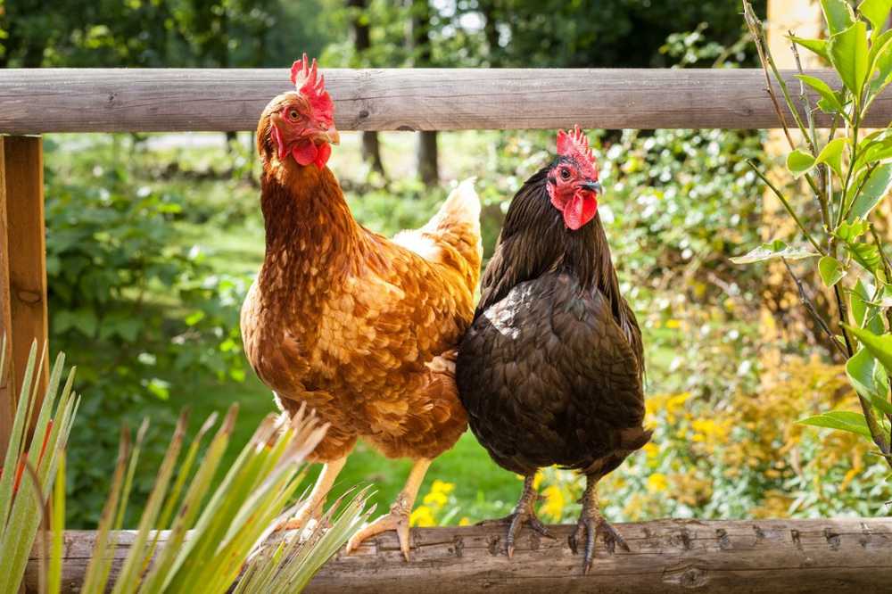 Second-Use Chicken Mensa-meny med spesiell kylling til dyrevelferd
