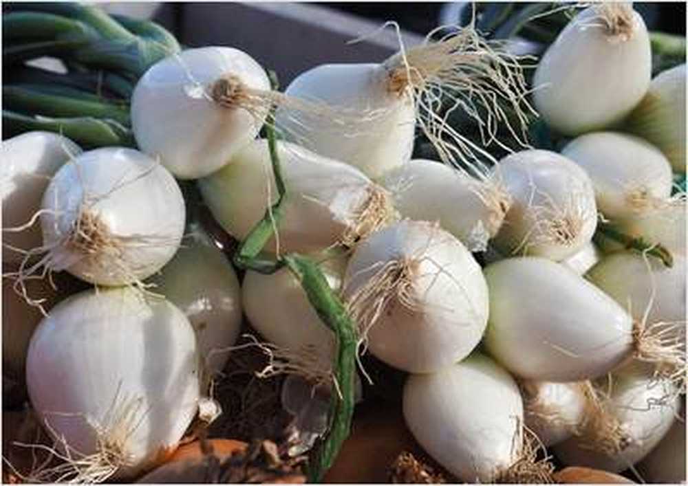 Onion chosen as medicinal plant of the year 2015